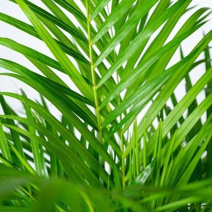 Areca palm met pot - ↨130cm - Ø24cm Luchtzuiverende Kamerplant - Diervriendelijke Plant