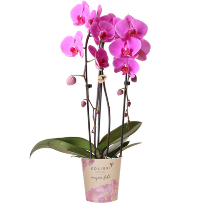 Kolibri Orchids | roze Phalaenopsis orchidee - Niagara Fall  - potmaat Ø12cm | bloeiende kamerplant - vers van de kweker