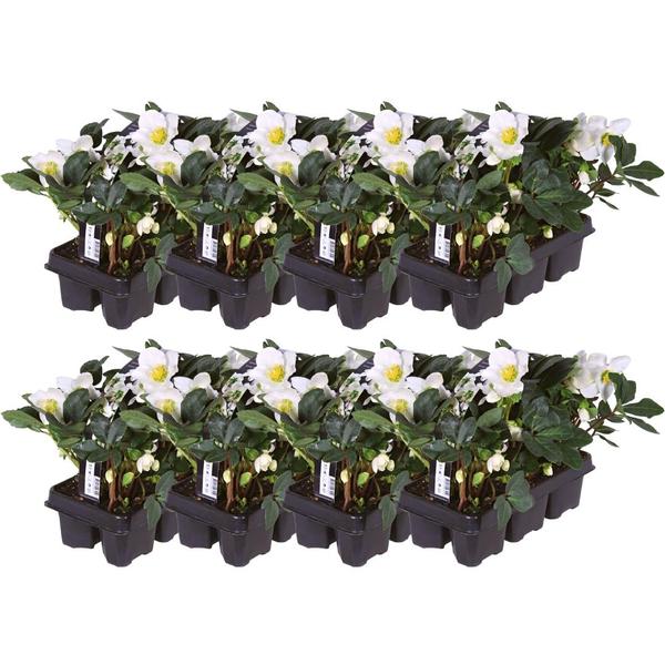 Set van 12/24/48 kerstroos planten | Helleborus niger 'Christmas Carol'