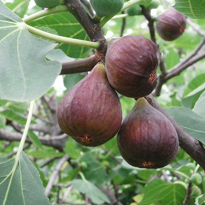 Biologische Vijgenbomen - Ø 13 cm - ↨ 20 cm