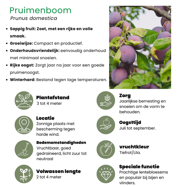 Biologische Pruimenboom Prunus Domestica - 1 x Ø 20 cm - ↨ 60 cm