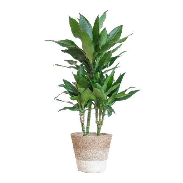 Dracaena  Janet Lindt met Pot of Mand - 95cm - Ø21