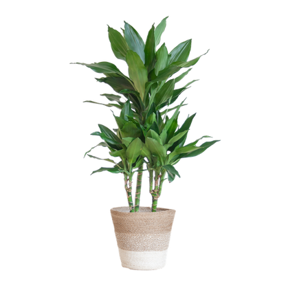 Dracaena  Janet Lindt met Pot of Mand - 95cm - Ø21