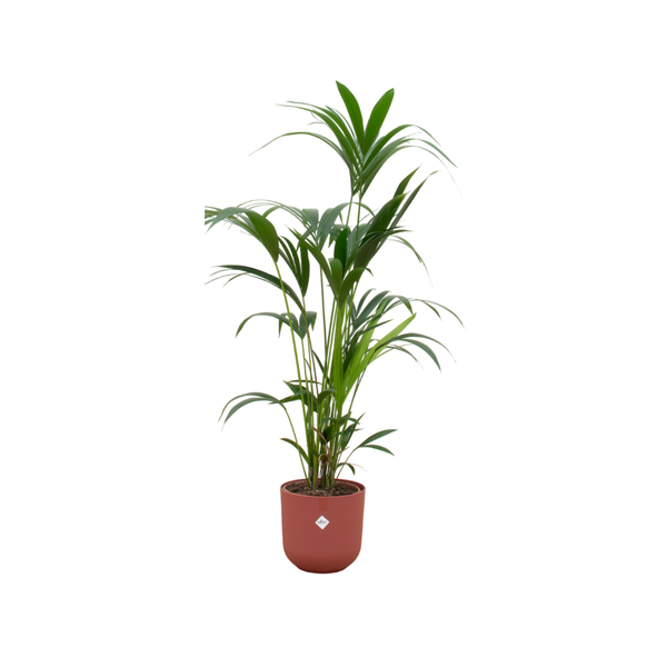 Kentia palm inclusief elho Jazz Round Pot Ø26 - 130cm-160cm