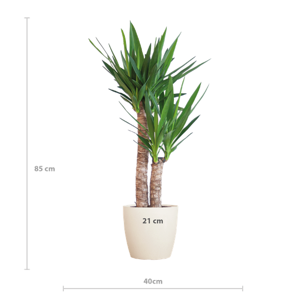 Yucca Elephantipes met Viber Pot - 90cm - Ø21