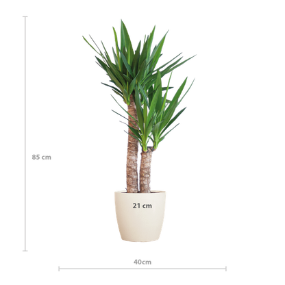 Yucca Elephantipes met Viber Pot - 90cm - Ø21