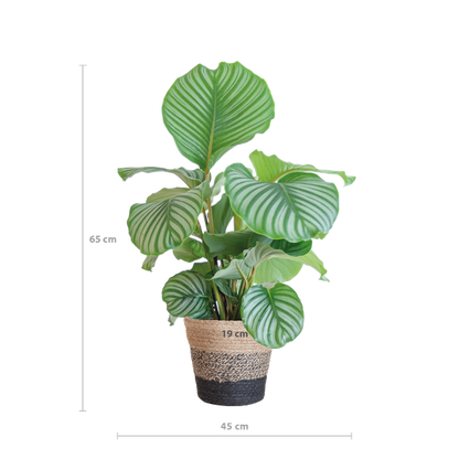 Calathea Orbifolia met Lissabon mand zwart - 65cm - Ø21