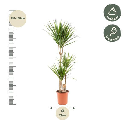 Dracaena Marginata - Ø17cm - ↕90cm / Ø21cm - ↕120cm