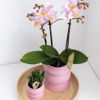 Kolibri Orchids | COMBI DEAL van 2 Roze phalaenopsis orchideeën - Andorra - potmaat Ø9cm | bloeiende kamerplant - vers van de kweker