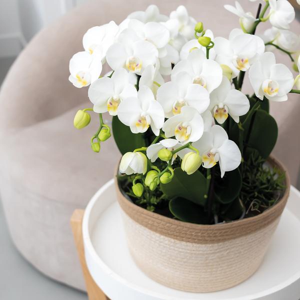 Kolibri Orchids | complete orchideeënset in Cotton Basket | drie witte orchideeën Ghent 12cm | Mono Bouquet wit incl. waterreservoir.