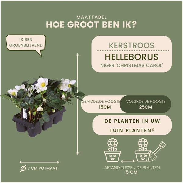 Set van 12/24/48 kerstroos planten | Helleborus niger 'Christmas Carol'