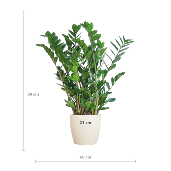 Zamioculcas Zamiifolia met Viber wit - 80cm - Ø21 - ZZ plant