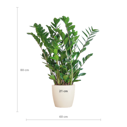 Zamioculcas Zamiifolia met Viber wit - 80cm - Ø21 - ZZ plant