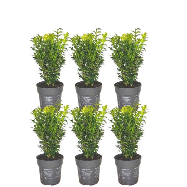 1 meter Buxus Sempervirens haag - ↨ 20 cm - 6 x Ø 12 cm