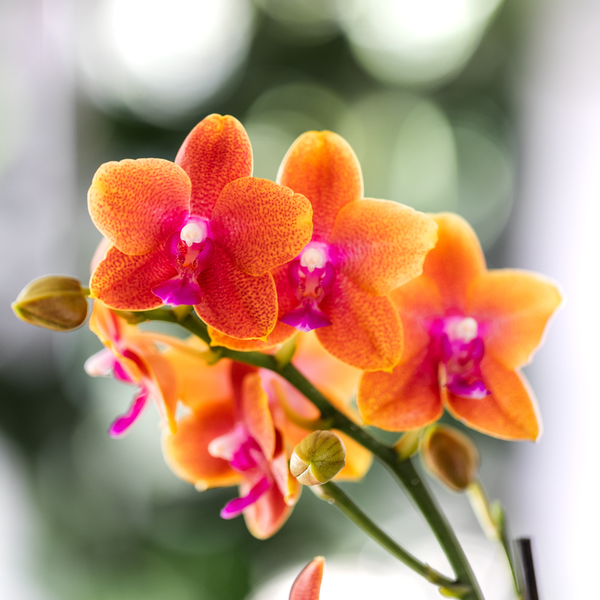 Kolibri Orchids I COMBI DEAL van 4 geurende oranje Phalaenopsis orchideeën - potmaat Ø12cm | bloeiende kamerplant - vers van de kweker