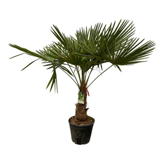 Trachycarpus Fortuneii - 200 cm - Ø40cm