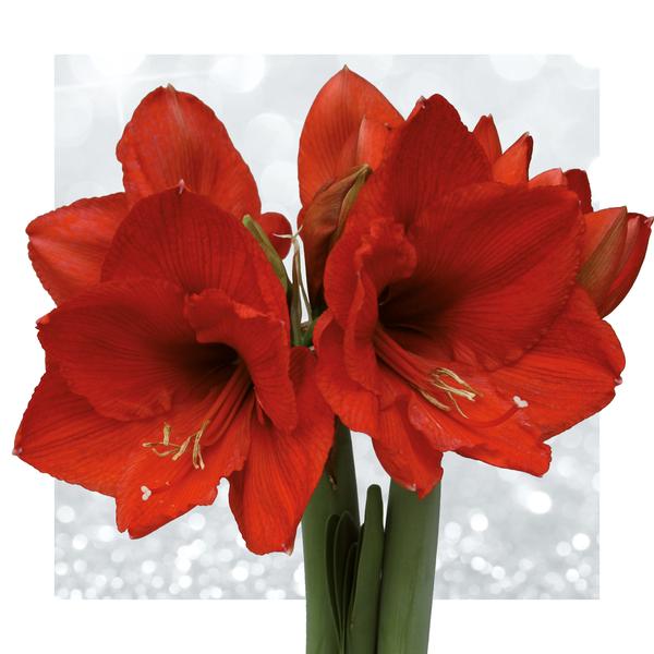 No Water Flowers® (wax amaryllis) | Fashionz Elegant Mix (3 pack) + Red flower