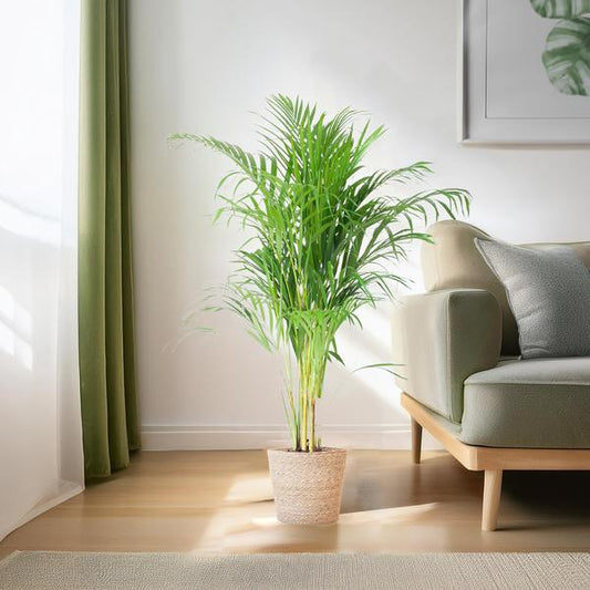 Areca Palm (Dypsis) met Sofia mand naturel/zwat/wit - 100cm - Ø21