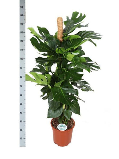 Monstera Deliciosa MOSSTOK - Ø27cm - ↕150cm