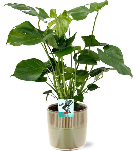 Monstera Deliciosa - Ø19cm - ↕60cm + Terni Pot D20x20cm - Groen