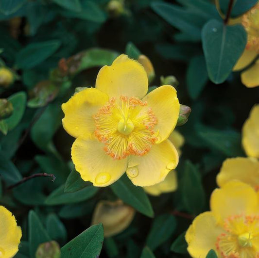 Hypericum calycinum - ↕10-25cm - Ø9cm - Gouden Sint-Janskruid