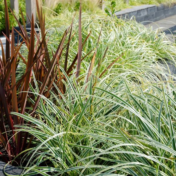 Carex hachijoensis 'Evergold' - Ø 14 cm - ↨ 25 cm