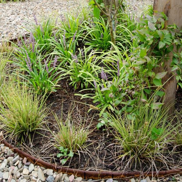 Carex brunnea Variegata - Ø 14 cm - ↨ 25 cm