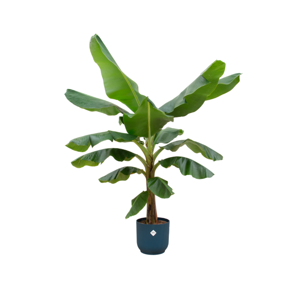 Combi deal - Bananenplant (Musa) 100-120-180 in diverse potten.