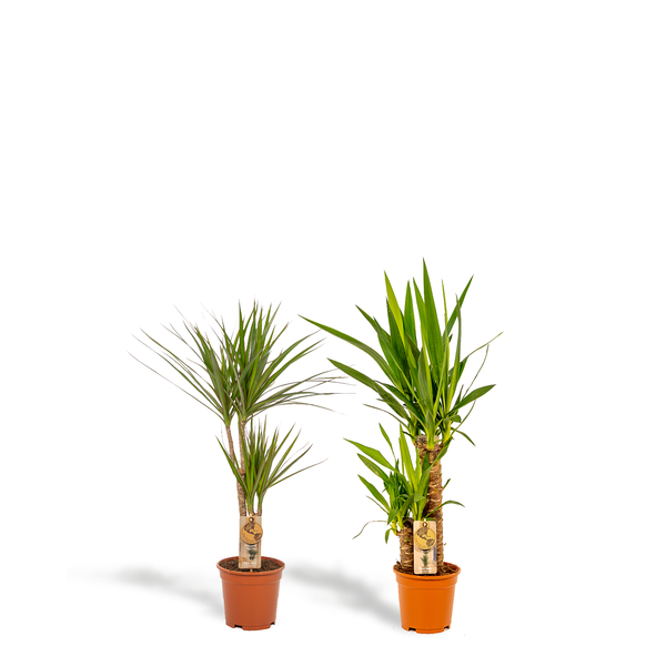 Dracaena ↨70cm - Ø17cm + Yucca ↨90cm - Ø17cm - Kamerplanten - Luchtzuiverende Planten