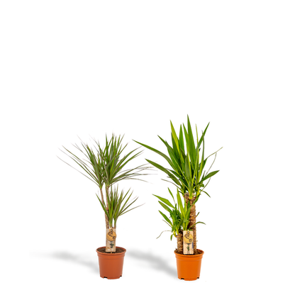 Dracaena ↨70cm - Ø17cm + Yucca ↨90cm - Ø17cm - Kamerplanten - Luchtzuiverende Planten