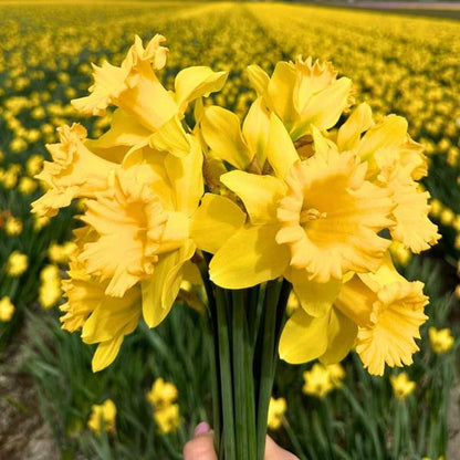 Flowerbulbs Amsterdam - Super Holland Mix - Duurzame voordeelzak, 100 bloembollen voor 2,5 m2 bloemenpracht - Maat 12+