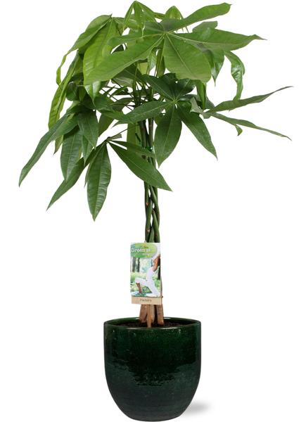 Pachira Aquatica - Ø21cm - ↕90cm + Pot D23x20cm