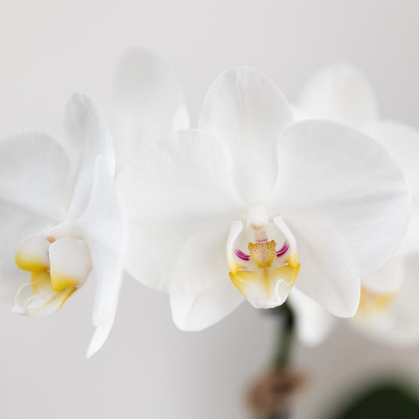 Kolibri Orchids | Gift set Untamed Nature small | Groene plant met witte Phalaenopsis orchidee Amabilis in Jaguar sierpotten op bamboe dienblad