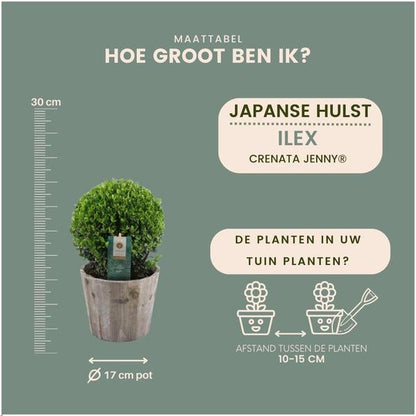 2x Ilex crenata 'Jenny' bol in houten pot | set van 2 stuks | 20 cm Ø - Wintergroene tuinplant