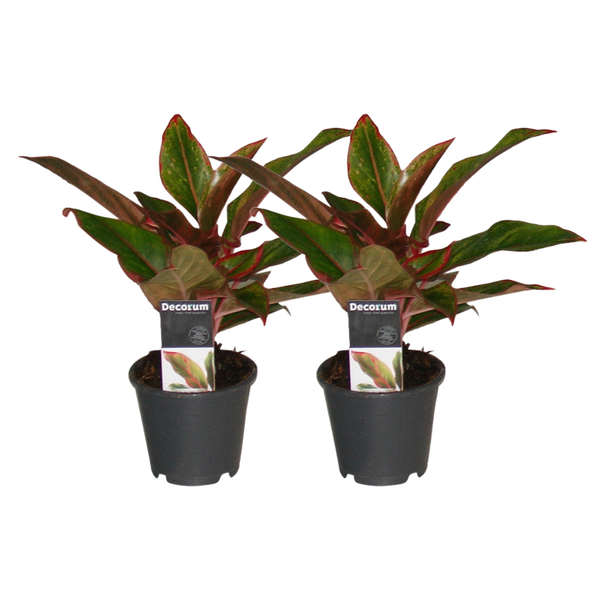 Aglaonema Crete - 2 stuks - ø12 - ↕30cm