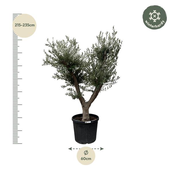 Olijfboom Europaea Cultivo - 225cm- Ø60