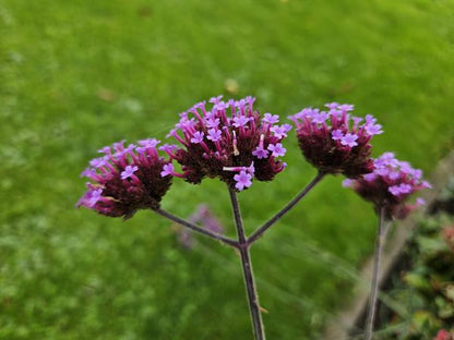 Verbena bonariensis - ↕10-25cm - Ø9cm