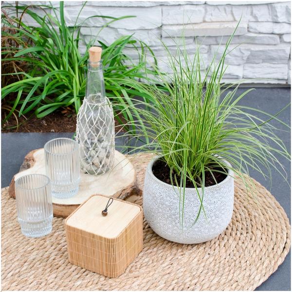 Carex brunnea Variegata - Ø 14 cm - ↨ 25 cm