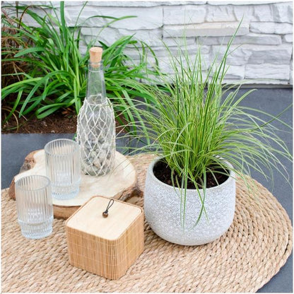 Carex brunnea Variegata - Ø 14 cm - ↨ 25 cm