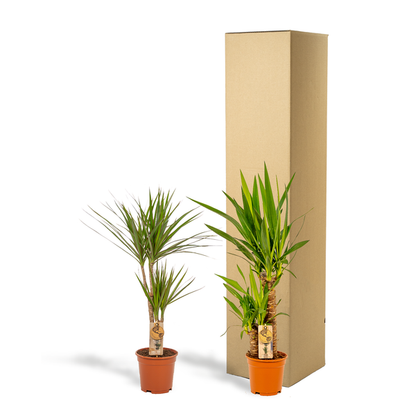 Dracaena ↨70cm - Ø17cm + Yucca ↨90cm - Ø17cm - Kamerplanten - Luchtzuiverende Planten