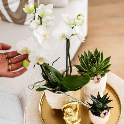 Kolibri Company | Gift set Luxury Living | Plantenset met witte Phalaenopsis Orchidee en Succulenten incl. keramieken sierpotten