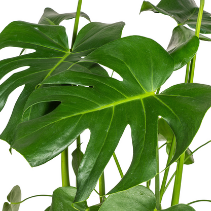 Monstera Deliciosa Tauerii Ø21cm - ↕80cm