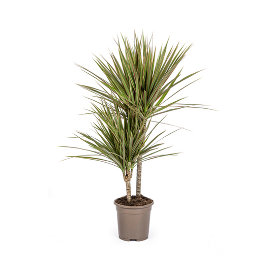 Dracaena Marginata Bicolor Ø17cm - ↕60cm