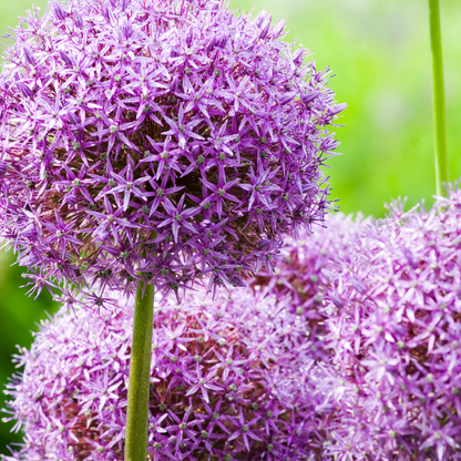 Globemaster - Allium bollen 5 stuks