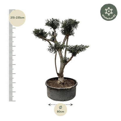 Olijfboom Europaea Pompon - 210cm- Ø80