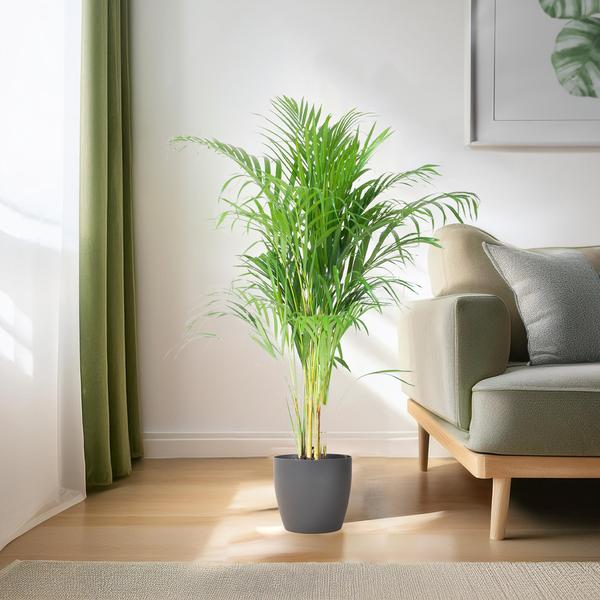 Areca Palm (Dypsis) met Viber Pot - 100cm - Ø21 - Luchtzuiverende Kamerplant - Diervriendelijke Plant