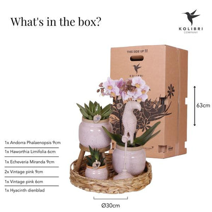 Kolibri Company | Gift set Romantic| Plantenset met roze Phalaenopsis Orchidee en Succulenten incl. keramieken sierpotten