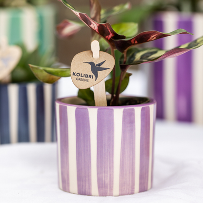 Kolibri Home | Painted stripe  - Lilac - Ø6cm