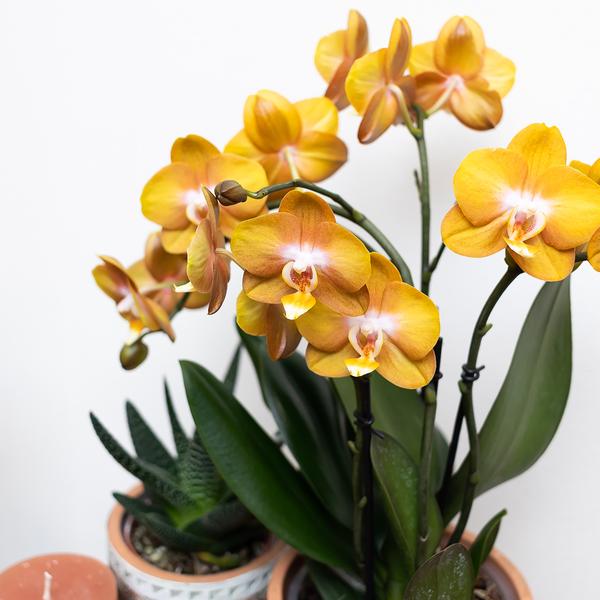 Kolibri Orchids | Oranje Phalaenopsis orchidee Las Vegas in gouden Groove sierpot - Ø12cm