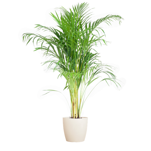 Areca Palm (Dypsis) met Viber Pot - 100cm - Ø21 - Luchtzuiverende Kamerplant - Diervriendelijke Plant